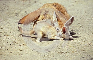 Fennec or Desert Fox, fennecus zerda, Female carrying Young by Neck