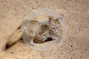 Fennec digging