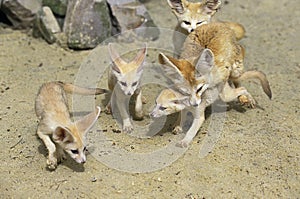 FENNEC fennecus zerda