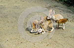 FENNEC fennecus zerda