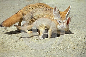 FENNEC fennecus zerda