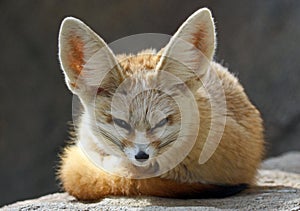 Fennec Fox