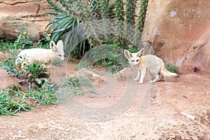 Fennec fox