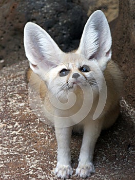 Fennec Fox