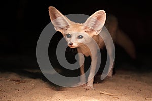 Fennec fox photo