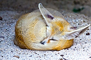 Fennec Fox