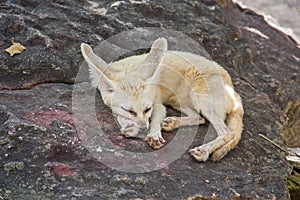 Fennec Fox