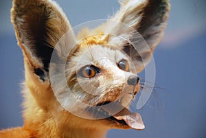 Fennec Fox photo