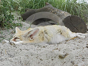 Fennec fox