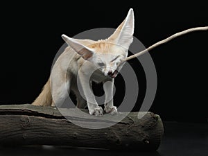 Fennec fox on a black. Wild animal in studio