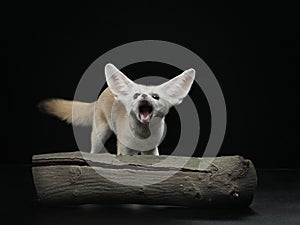 Fennec fox on a black. Wild animal in studio
