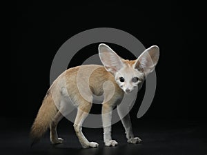 Fennec fox on a black. Wild animal in studio