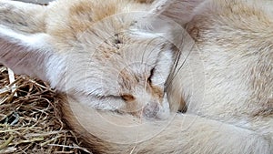 Fennec fox of Desert fox