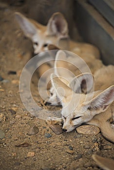 Fennec fox or Desert fox sleeping on the ground.