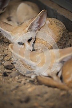 Fennec fox or Desert fox sleeping on the ground.
