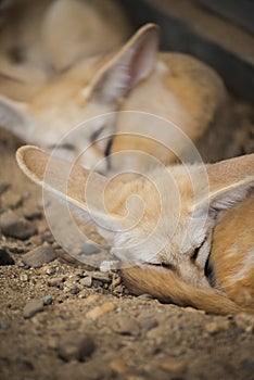 Fennec fox or Desert fox sleeping on the ground.