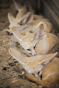 Fennec fox or Desert fox sleeping on the ground.