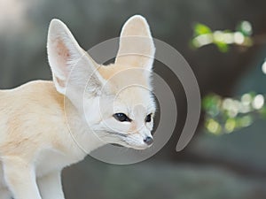 Fennec fox, Desert fox, or Vulpes Zerda.