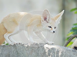 Fennec fox, Desert fox, or Vulpes Zerda.