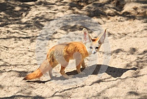 Fennec Fox