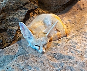 Fennec fox dozing to himself