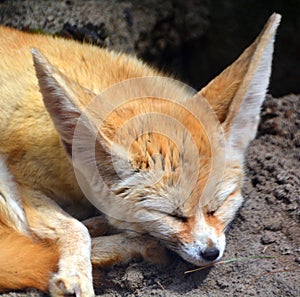 Fennec fox or fennec Vulpes zerda