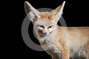 Fennec fox isolated on black background photo