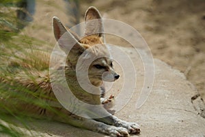 Fennec fox looking out at the world