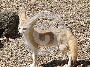 A Fennec Fox