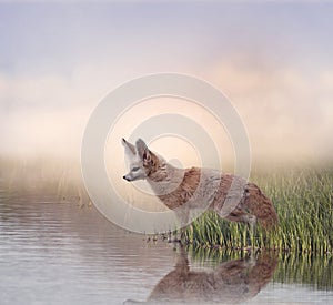 Fennec Fox near water