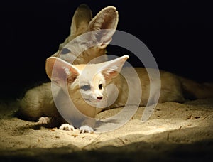 Fennec fox pup