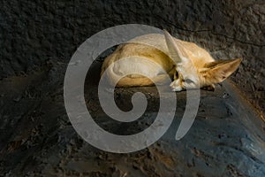 A Fennec fox is resting in a den