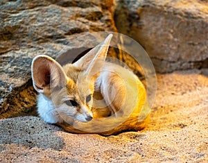 Fennec fox is resting but staying alert