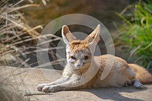 Fennec fox resting and sunbathing on the sun