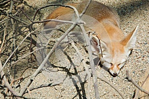 Fennec fox sleeping