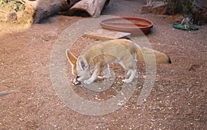 Fennec fox, Mammalia, small canids, in the Arizona desert