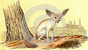 Fennec fox, vintage engraving