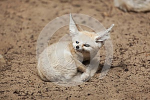 Fennec fox Vulpes zerda.