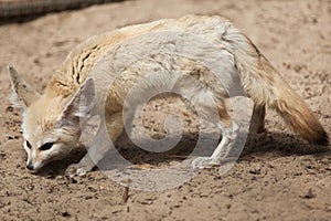 Fennec fox Vulpes zerda.