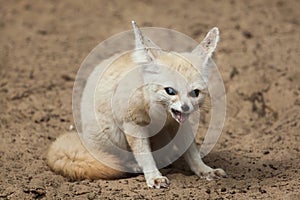 Fennec fox Vulpes zerda.