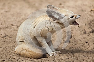 Fennec fox Vulpes zerda.