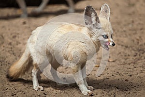 Fennec fox Vulpes zerda.