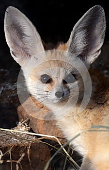 Fennec Fox (Vulpes zerda)