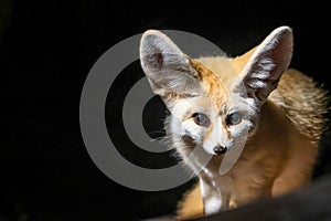 The fennec fox (Vulpes zerda)
