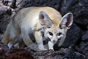 The fennec fox (Vulpes zerda)