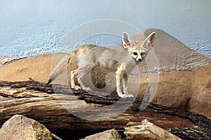 Fennec fox (Vulpes zerda).