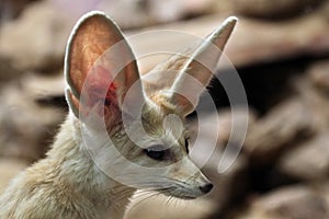 Fennec fox (Vulpes zerda).