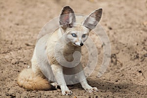 Fennec fox Vulpes zerda.