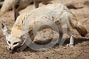 Fennec fox Vulpes zerda.