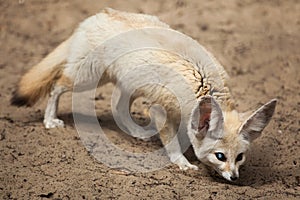 Fennec fox Vulpes zerda.